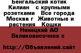 Бенгальский котик Килиан , с крупными розетками - Все города, Москва г. Животные и растения » Кошки   . Ненецкий АО,Великовисочное с.